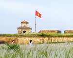 Lãng mạn mùa cỏ tranh xứ Huế