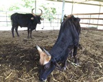 Giám đốc Trung tâm ứng dụng KH&CN nhận trách nhiệm để bò tót gầy trơ xương