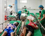 Chọc phá tổ ong, 16 học sinh tiểu học nhập viện