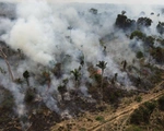 CO2 càng nhiều, cây xanh càng chết sớm