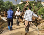 Đào từ vùng cao né chỉ thị Thủ tướng, ồ ạt chạy về Hải Phòng