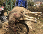 Trâu bò chết rét, dân mổ thịt bán dọc đường để gỡ gạc tiền