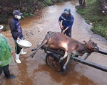 Một huyện miền Trung có hơn 900 con trâu, bò, dê chết vì giá lạnh