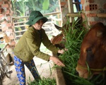 Nông dân Bình Định quyết tâm vượt qua nghịch cảnh với vốn vay từ GreenFeed