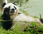 Sở thú Anh tính trả gấu trúc thuê triệu đô cho Trung Quốc vì hết tiền