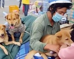 Cà Mau yêu cầu báo cáo vụ tiêu hủy 13 con chó của người về quê