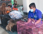 Chủ F0 đi cách ly, đàn chó 12 con được chăm sóc, tắm rửa: 