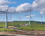 Cả ngàn MW điện gió chạy đua hòa lưới, chỉ 8% kịp hưởng ưu đãi giá 20 năm?
