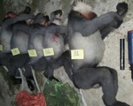5 con voọc chà vá chân xám nằm trong sách đỏ thế giới bị bắn chết