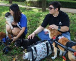 Cặp đôi vợ Việt chồng Tây làm xe lăn cho chó mèo khuyết tật ở Sài Gòn