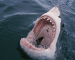 Nghiên cứu của Úc: Cá mập cắn người do nhầm với hải cẩu, sư tử biển