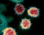 Biến thể virus corona "có thể làm giảm hiệu quả vắc xin" xuất hiện rồi tuyệt chủng?