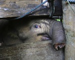 Voi con quý hiếm ở Indonesia mất nửa vòi, chết vì bẫy thú
