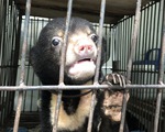 Nuôi nhốt gấu con trái phép ở Lai Châu: Mỗi người nhận án 1 năm tù
