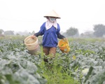 Nông dân Việt có thu nhập trung bình gần 3,6 triệu đồng/tháng