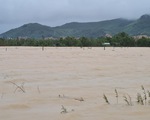 Bình Định hàng chục ngàn căn nhà bị ngập, Phú Yên dân đôn đáo chạy lũ