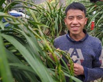 Hồi hộp mùa 