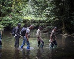 Thợ săn virus - Những người săn lùng hiểm họa - Kỳ 2: Dơi, máu và virus ở rừng Cameroon
