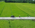 Những chú trâu vui vẻ, thơm tho đón khách ở Hội An