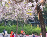 Ngắm hoa ban nở rực rỡ trên đường phố thủ đô
