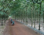Gần 19.000ha đất công bị lấn, chiếm
