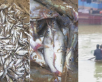 Cá chết nổi trắng sông ở Nghệ An, dân vớt đem ra chợ bán