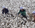 H&M bị dân Trung Quốc tẩy chay vì ngừng mua bông vải Tân Cương