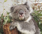 Con Koala ở vườn thú Nhật Bản lập kỷ lục Guinness thọ nhất thế giới