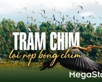 Tràm Chim lại rợp bóng chim