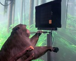 Khỉ được cấy chip vào não chơi điện tử điêu luyện