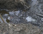 Vụ cá chết trên sông Mã: Phát hiện 2 doanh nghiệp xả nước thải xuống sông