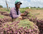 50.000 tấn hành tím Vĩnh Châu ứ đọng, 10 ngày "giải cứu" được 315 tấn với giá 15.000 đồng/kg