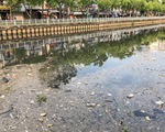 Vớt hàng chục ghe cá chết trên kênh Nhiêu Lộc - Thị Nghè