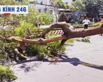 Lăng kính 24g: Cảnh báo tai nạn từ cây xanh trong mùa mưa bão