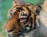 Ca phẫu thuật hy hữu để cứu... mắt cho chú hổ Sumatra