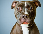 Những nước nào cấm giống chó Pitbull?