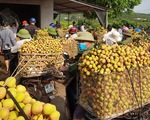 Bắc Giang thành lập 2 tổ hỗ trợ xuất khẩu vải thiều tại cửa khẩu