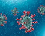 Phát hiện mới về tế bào miễn dịch ở những ca người đã khỏi bệnh COVID-19