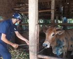 Bệnh viêm da nổi cục ở trâu bò bùng phát tại Bình Định