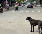 Phát hoảng với chó thả rông trong đô thị