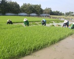 Ông Hồ Quang Cua: Muốn nhượng bản quyền gạo ST25 cho Nhà nước với giá 