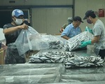 Người Đà Nẵng gửi 7 tấn cá tươi tiếp sức Sài Gòn chống dịch