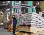 Nhiều nỗ lực duy trì chuỗi cung ứng cho người nuôi tôm mùa dịch