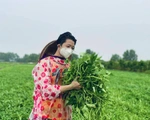 Nhà thiết kế Thuận Việt và 3 tuần cắt 15 tấn rau muống chở đến khu phong tỏa