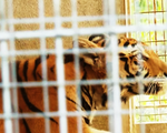 Cận cảnh 9 con hổ ở Nghệ An còn sống sau vụ ‘giải cứu’