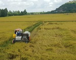 Giá lúa hè thu ‘nhảy múa’, nơi tăng nơi giảm, sau khi ngành nông nghiệp vào cuộc