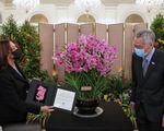 Singapore tặng phó tổng thống Mỹ chậu lan mang tên bà