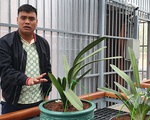 ‘Đại gia’ lan đột biến nổi tiếng trên mạng bị bắt vì khai thác hàng triệu tấn than lậu