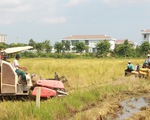 Bạc Liêu thành lập tổ điều phối, tiêu thụ nông sản, Cà Mau thu hoạch lúa trong đêm