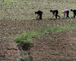 Tình báo Hàn Quốc nói Triều Tiên xả gạo dự trữ vì mất mùa